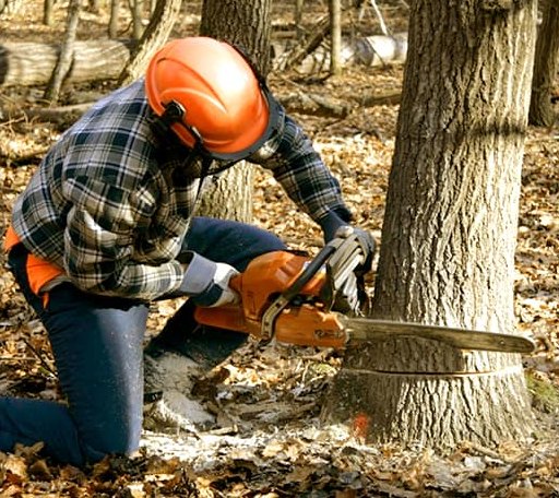 Tree Removal in Sarita, TX